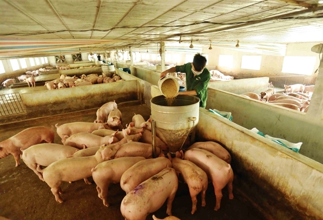 Cheap imports threaten sustainability of Vietnam’s livestock industry